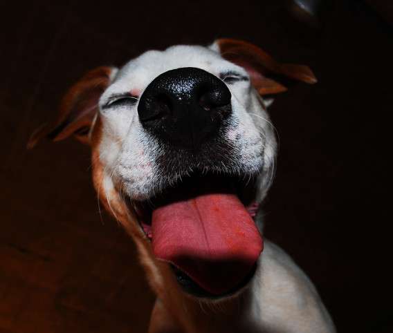 happy dog